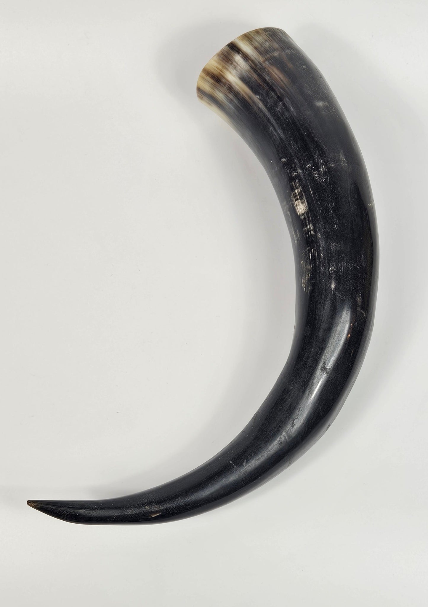 Vintage Large Viking Drinking Horn