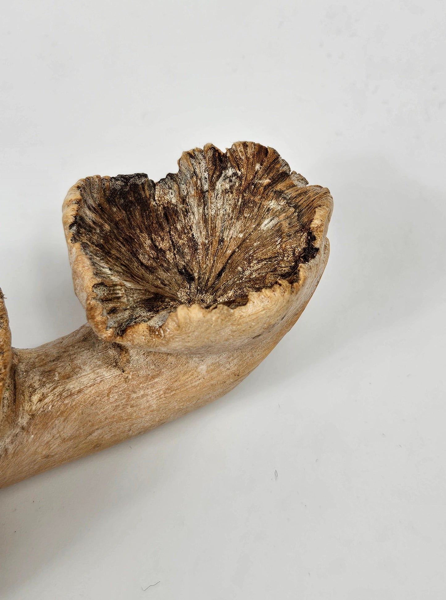 Fantastic Vintage Hand carved Wooden Snake with mushrooms on the tree branch